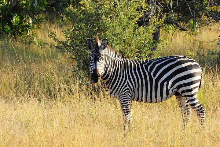 Mosi Oa Tunya National Park Game Drive & White Rhino Safari Experience image