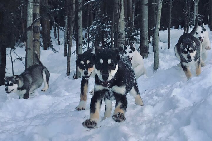 Small-Group Dog Sledding Experience in Sterling image