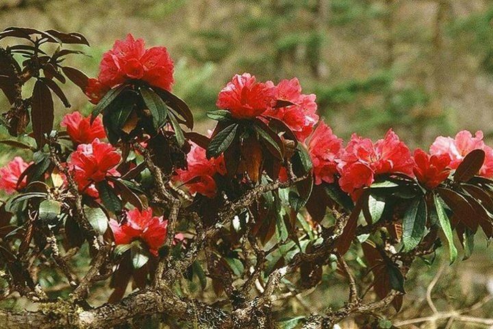 Poon Hill 3 Days short trek image