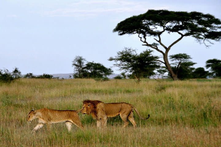  7 Days Tour Northern Tanzania Safari:  image