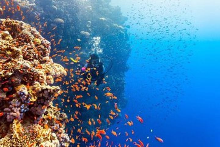 Scuba Diving Full Day Boat Trip for beginners Wirt Lunch & Transfer – Hurghada  image