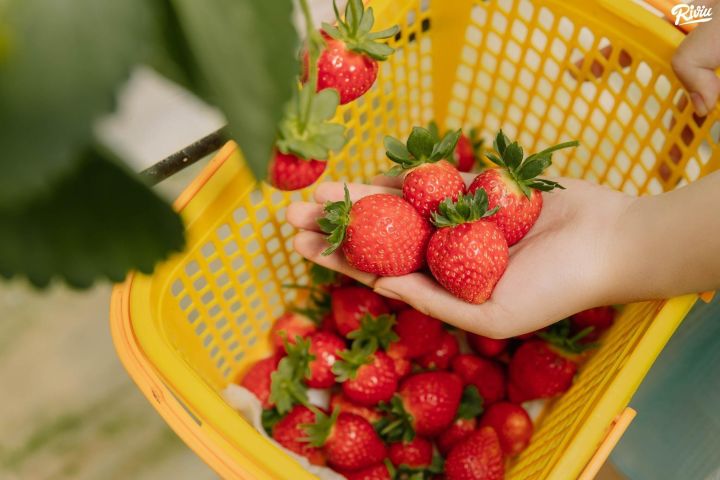 Da Lat Full-Day Tour: Top Attractions image