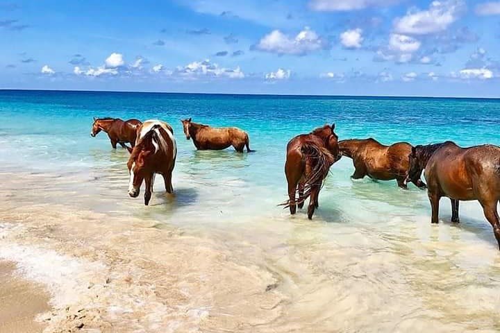 Horseback Ride N Swim & Blue Hole Falls From Ocho Rios, Montego Bay & Negril image