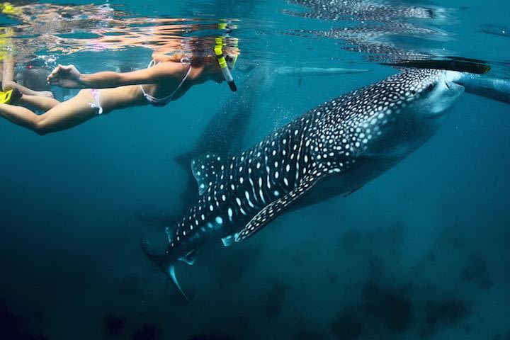 Whale-Shark Snorkeling Excursion to La Paz image