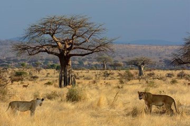 2 Days In Ruaha National Park. image