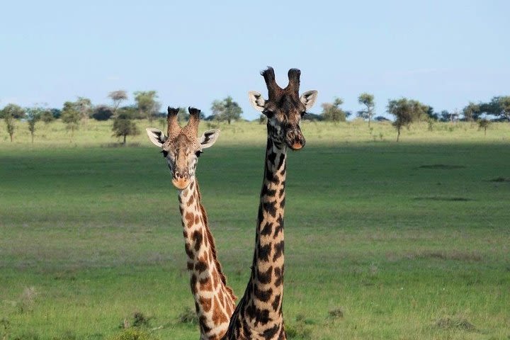 8 Days 7 nights Tanzania and Kenya Wildlife Safari image