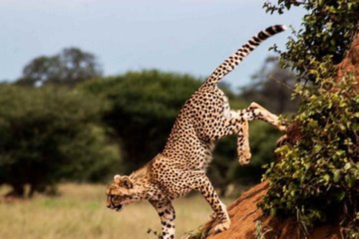 1 Day Safari To Tarangire National Park image