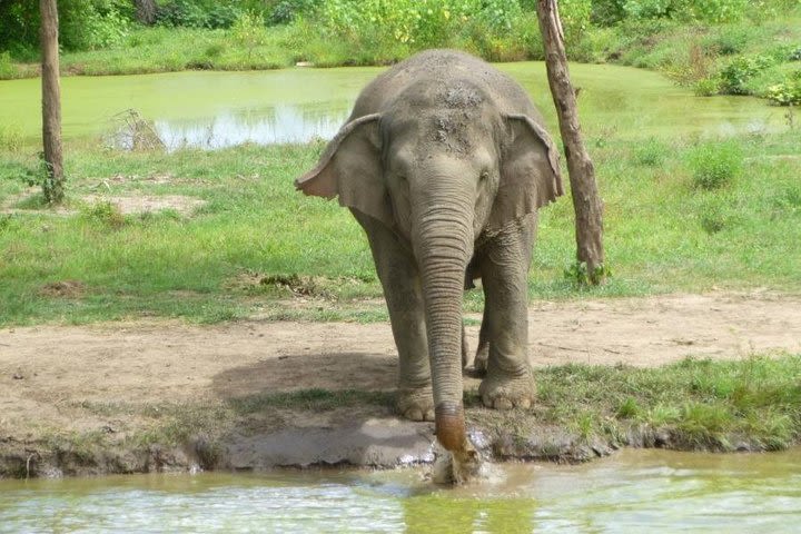 2 day 1 night Elephant World Kanchanaburi from Bangkok image