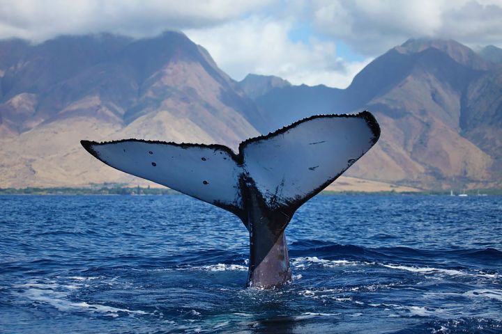 Whale Watch Sail image
