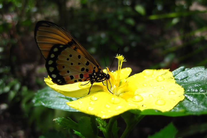 Zanzibar Private Half Day Private Butterfly Tour image