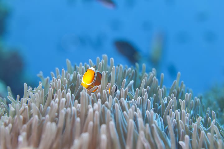 Surin Island Snorkeling image