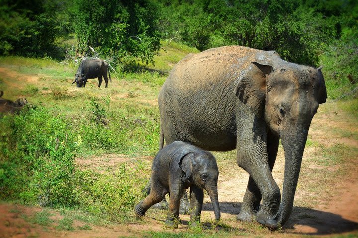 Udawalawe National Park | 3 Hours Safari Tour (Jeep Only) image