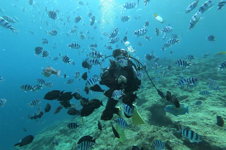 Blue cave experience diving! 【Okinawa Prefecture】 Feeding & photo images free! English, Chinese, Korean guide available! 1 group with a dedicated instructor ☆ image