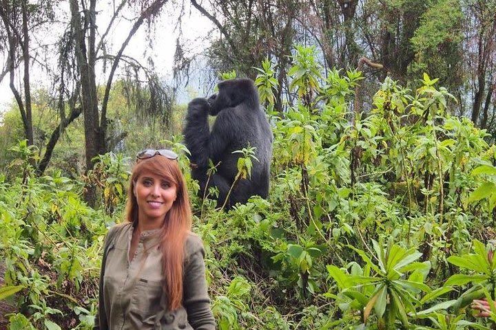 2 Days Gorilla Trekking In Rwanda  image