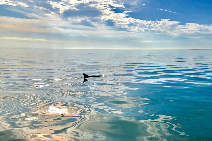 Private Boat Tour: up to 6 people image