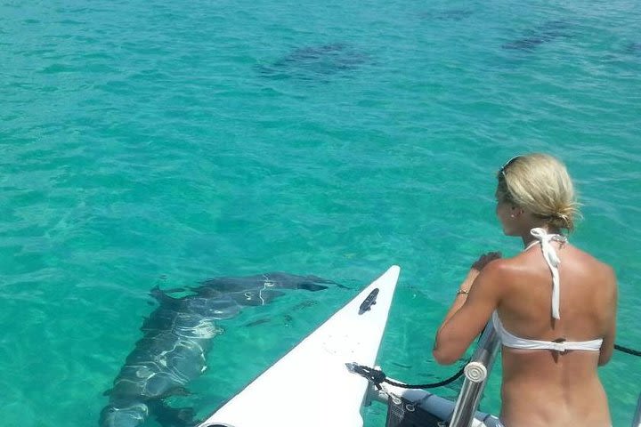 Key West Wild Dolphin Sail and Shallow-Water Snorkel image