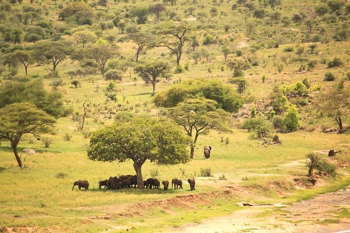 2 Days Tanzania Safari image