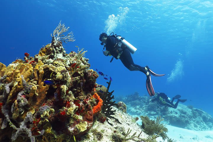 Cozumel Express 2-Tank Dives from Playa del Carmen/ Only for Certified Divers image