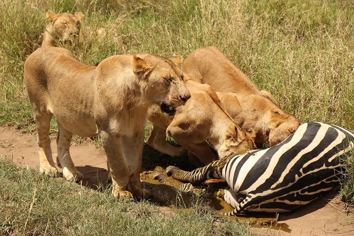 4 Days Joined Group Safari Serengeti,Ngorongoro and Tarangire National Parks image