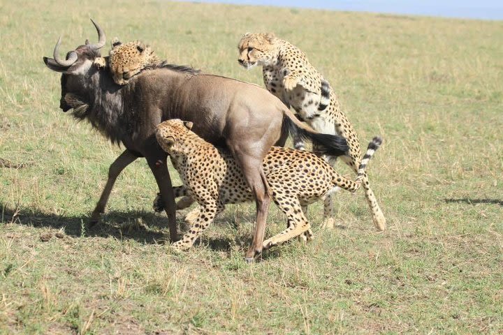 8 Days Amboseli National Park Great Rift Valley Lakes and Masai Mara image