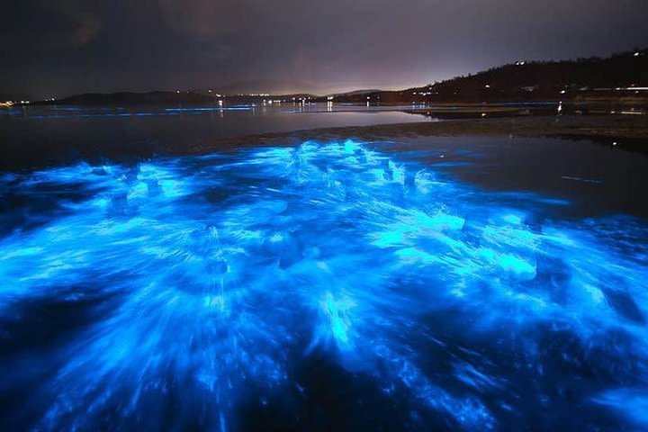 Bioluminescence Comb Jelly Night Tour Paddle Board and Kayak image