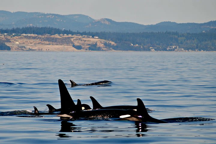 Zodiac Marine Wildlife Excursion from Victoria image