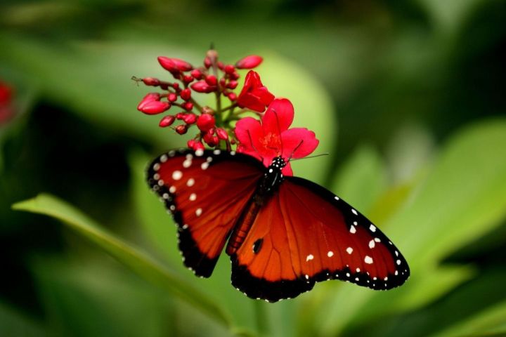 Butterfly Sanctuary Private Guided Tour Experience image