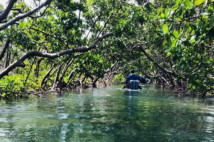 Mangrove Tunnels Eco Tour (Kayak & Paddle Board) image