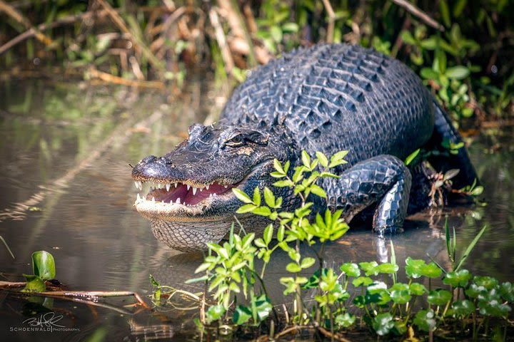 New Orleans Self-Transport Swamp and Bayou Boat Tour image