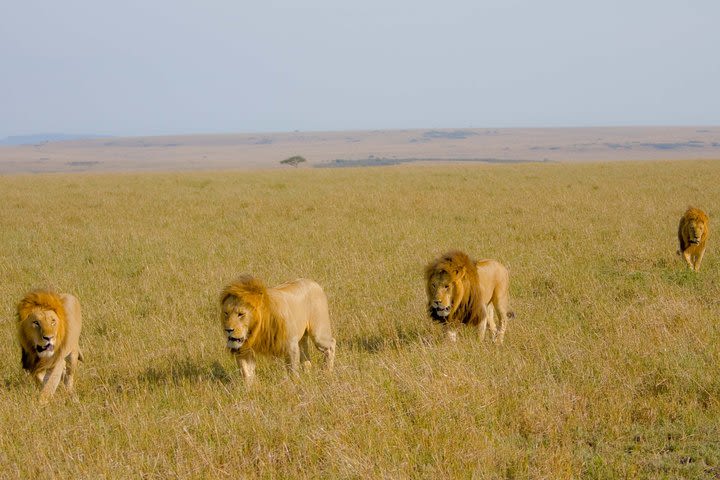 5 Days 4 Nights Lake Nakuru,Lake Naivasha and Maasai Mara safari image