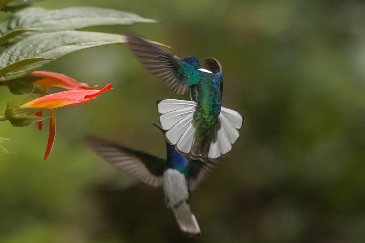 Jaco Birdwatching and Photography with Sergio image