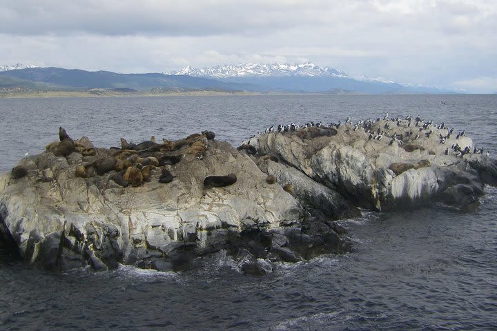 Walk with the Penguins in Martillo Island image