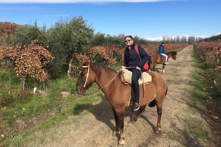 Horseback riding through the vineyards in Mendoza image
