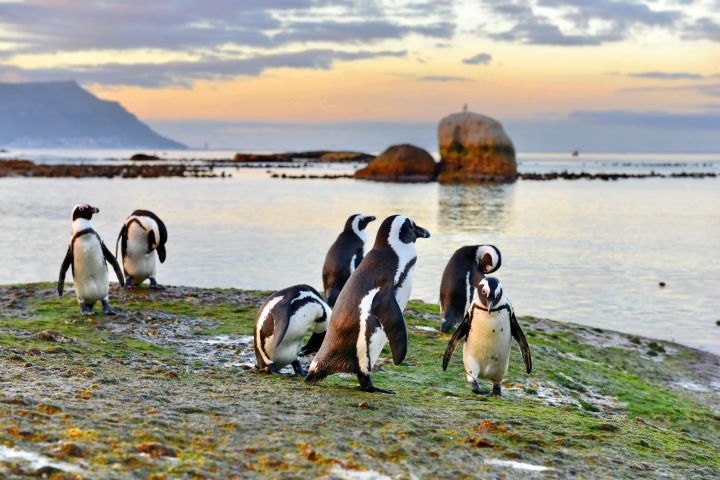 Boulders Beach Penguins & Cape Point Half-Day Tour image