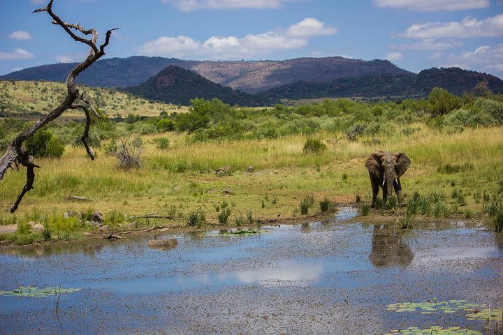 Full Day Ultimate Pilanesberg National Park Safari image