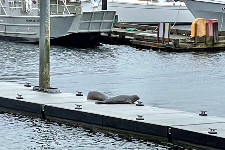 Ketchikan Duck Tour Adventure image