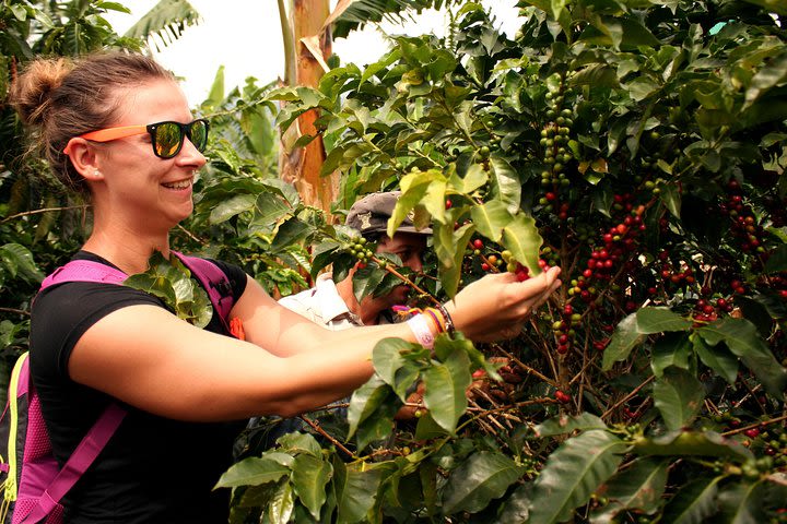 Coffee Tour - Taste And Live The Authentic Colombian Coffee Experience image