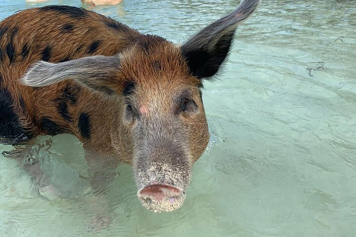 Swimming Pigs, Pink Sand Beaches & Snorkeling to Spanish Wells image