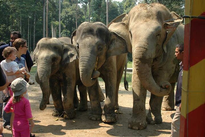 Kuala Gandah Elephant Sanctuary En-route Batu Caves Tour image