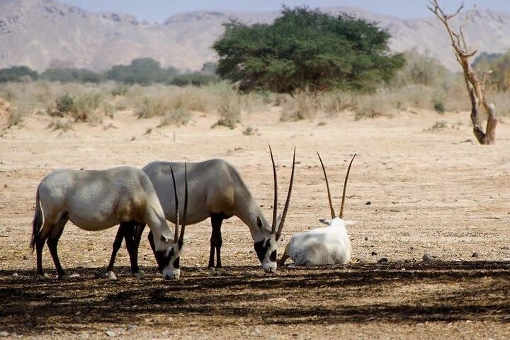 National Park safari Tour from Agadir image