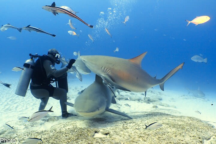 Bullshark Extreme from Tulum / 1 tank Only for certified divers image