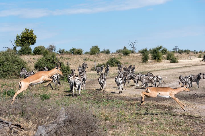 From Livingstone, Victoria Falls, Kasane: One Day & Overnight Chobe Safari image