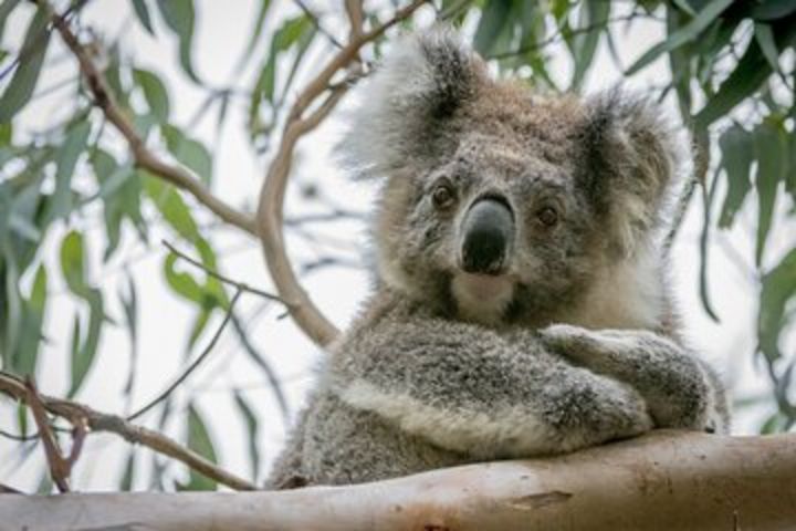 Great Ocean Road & Grampians National Park Tour - 3 Days, 2 Nights image