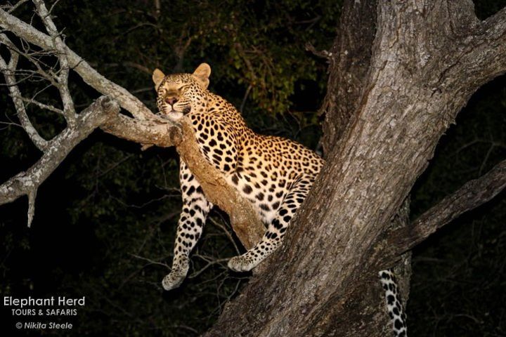 Kruger National Park Sunset Drive image