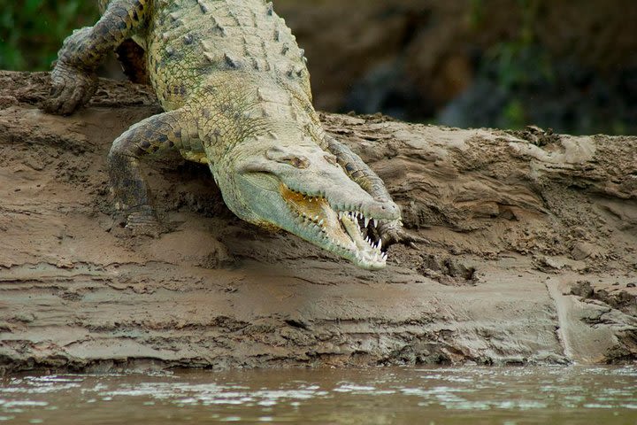 Ultimate 10 in 1 Puntarenas Highlights & Scenic Lunch image