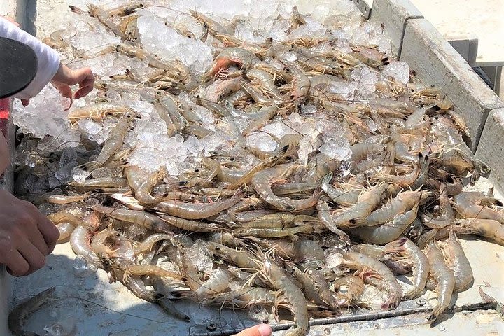 Hilton Head Shrimp Trawling Boat Cruise image