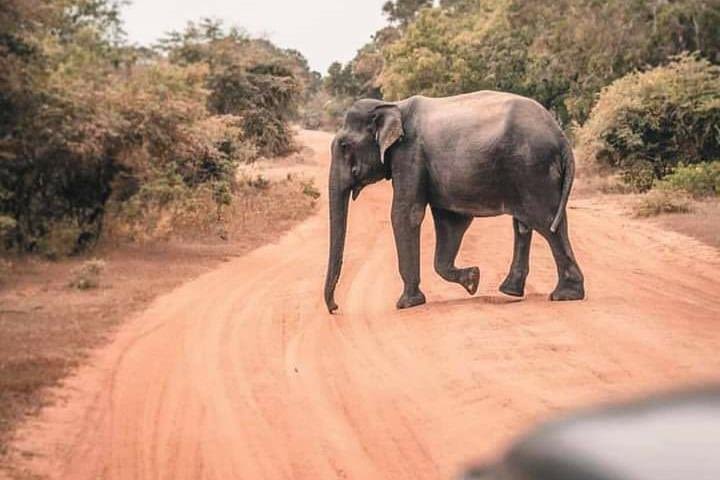 Udawalawe National Park Safari With Traveling Mirissa/ Weligama To Ella image