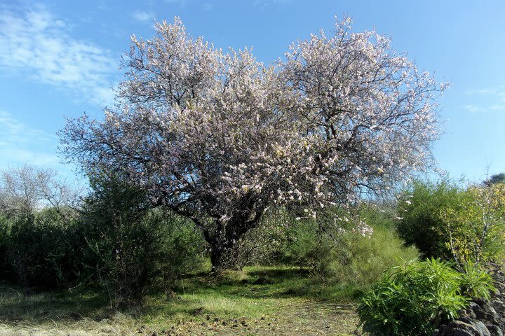 Full-Day Almond Blossom Trail in Tenerife image