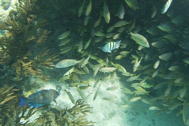 Isla Mujeres Snorkeling Experience image