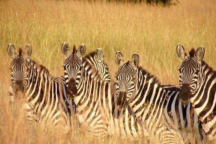 5 Days Tanzania Safari to Serengeti and Ngorongoro Crater image